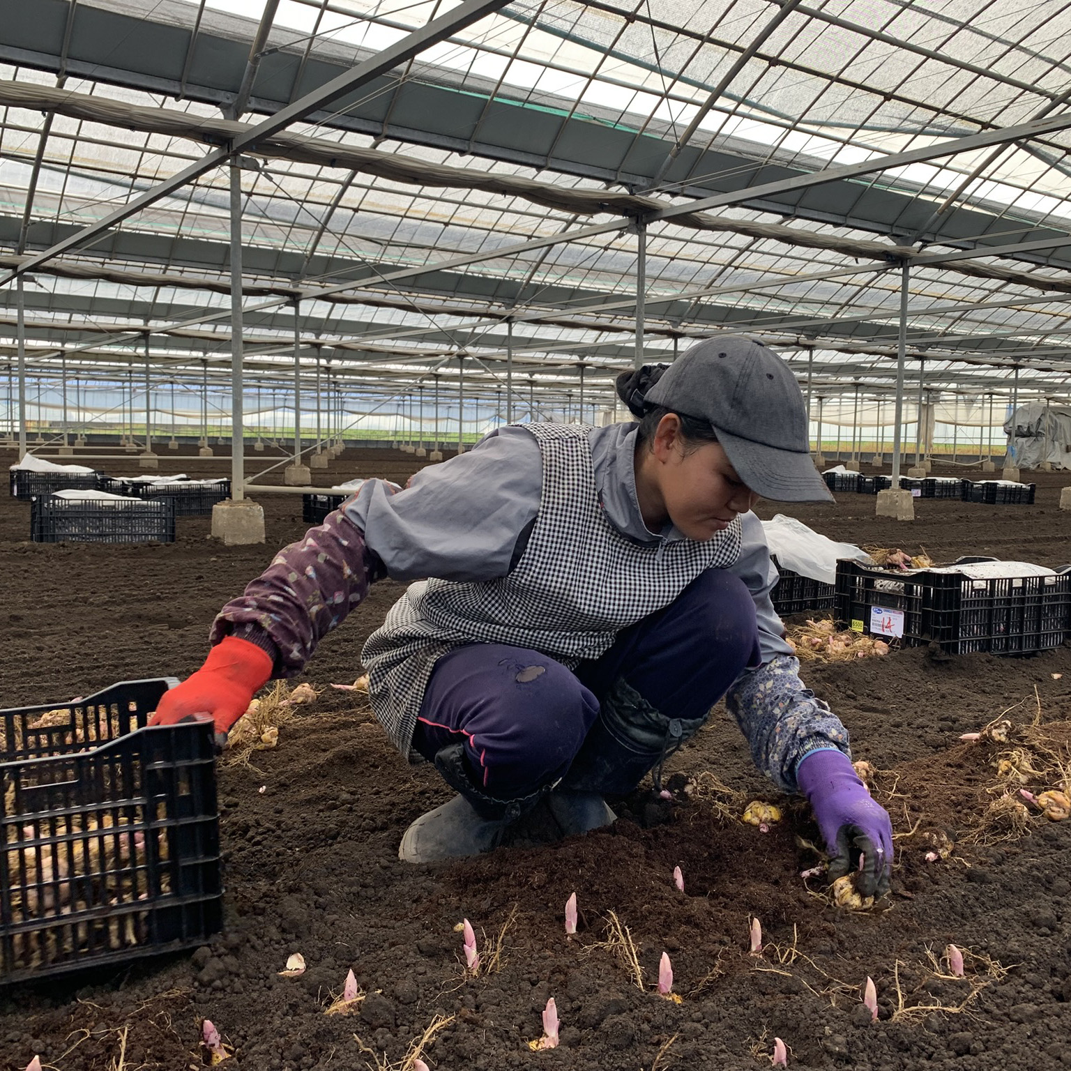 農作業に励む特定技能外国人